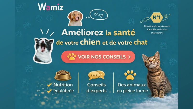 Projet Transformation Digitale Wamiz